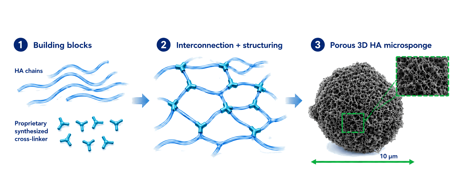 How the porous 3D HA microsponge is built: building blocks, interconnection and structuring